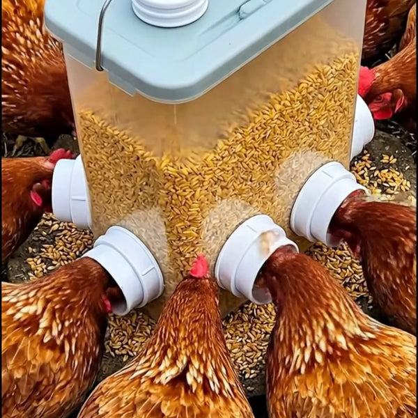Recipiente transparente con concentrado y aves comiendo por los puertos laterales