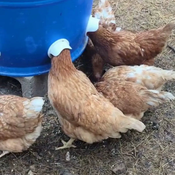 Gallinas comiendo por los puertos de comedero instalados en un barril plástico con tapa